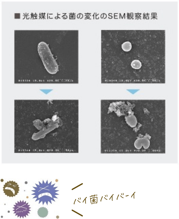 光触媒による菌の変化のSEM観察結果バイ菌バイバｰイ